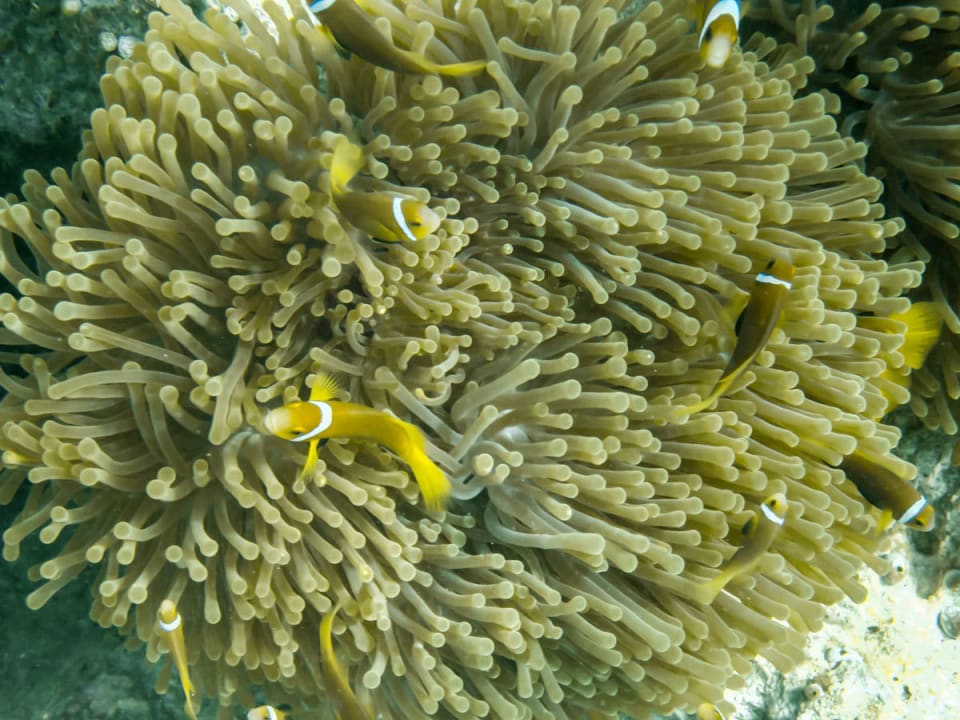 Beim Schnorcheln am Hausriff Gangehi Island Resort