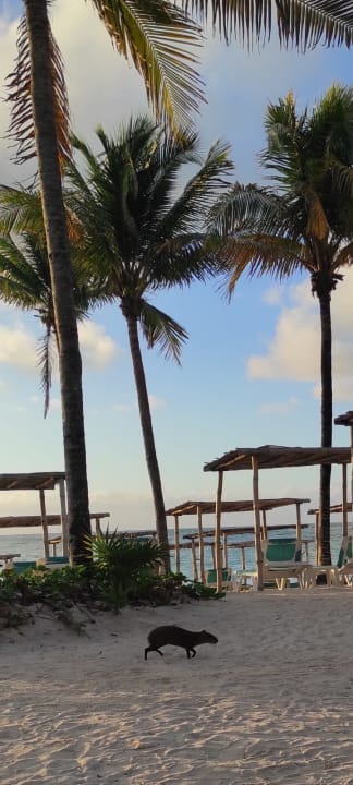 Außenansicht Akumal Bay Beach & Wellness Resort