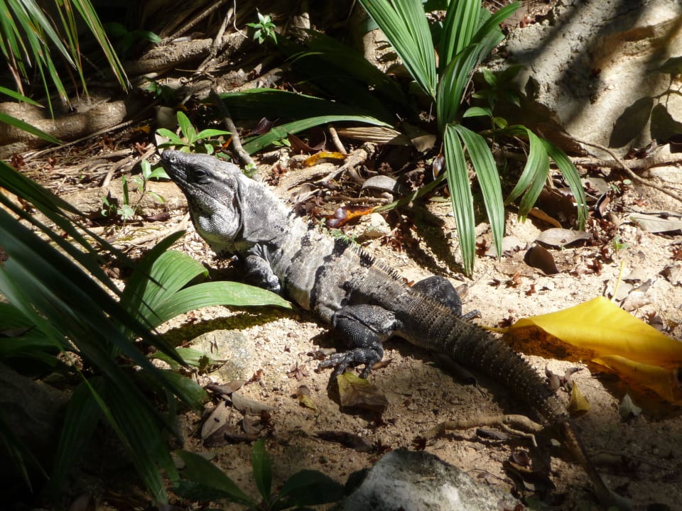 Leguan Hotel Riu Tequila