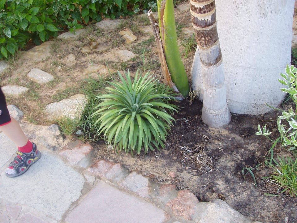 Zahradní flora Hotel Planet Oasis