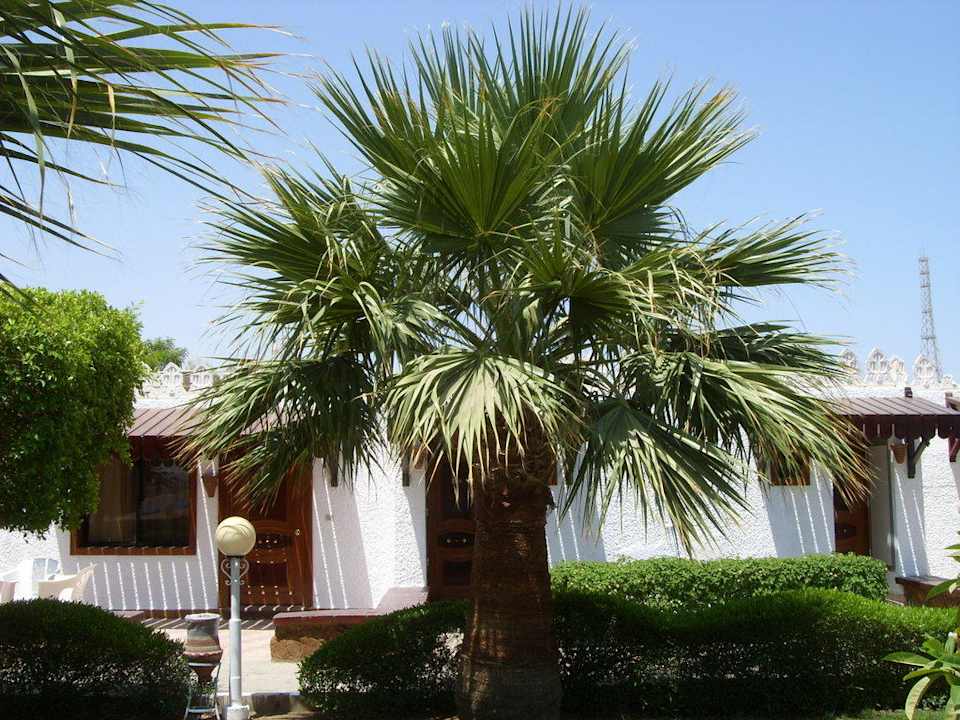 Neue Zimmer nach Renovierung Albatros Sharm Resort