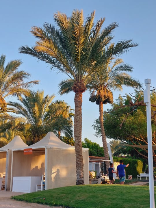 Gartenanlage Desert Rose