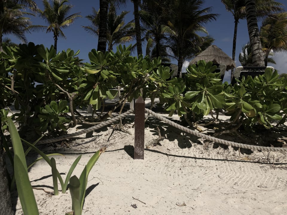 Garten TRS Yucatan Hotel - Adults only