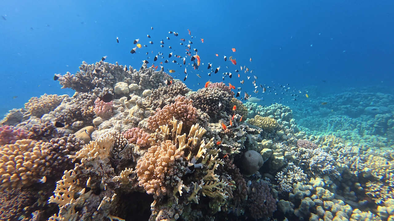 Sport & Freizeit Hotel Sheraton Soma Bay Resort