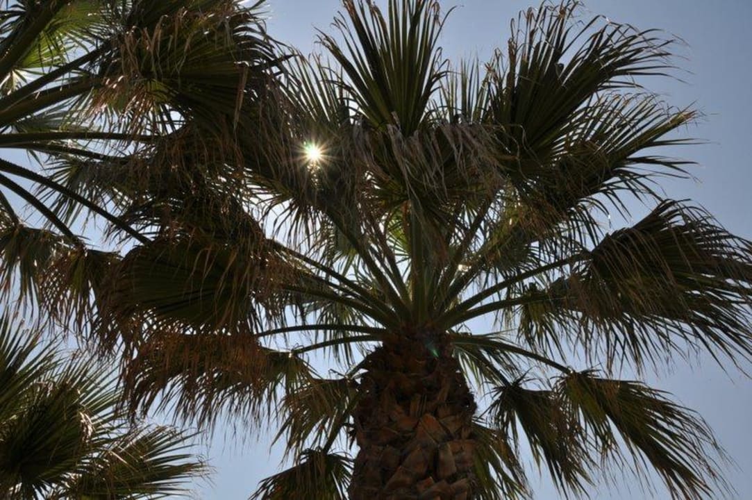 Palmen Vantaris Luxury Beach Resort