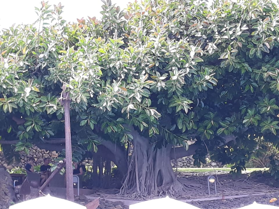 Gastro Hacienda San Jorge