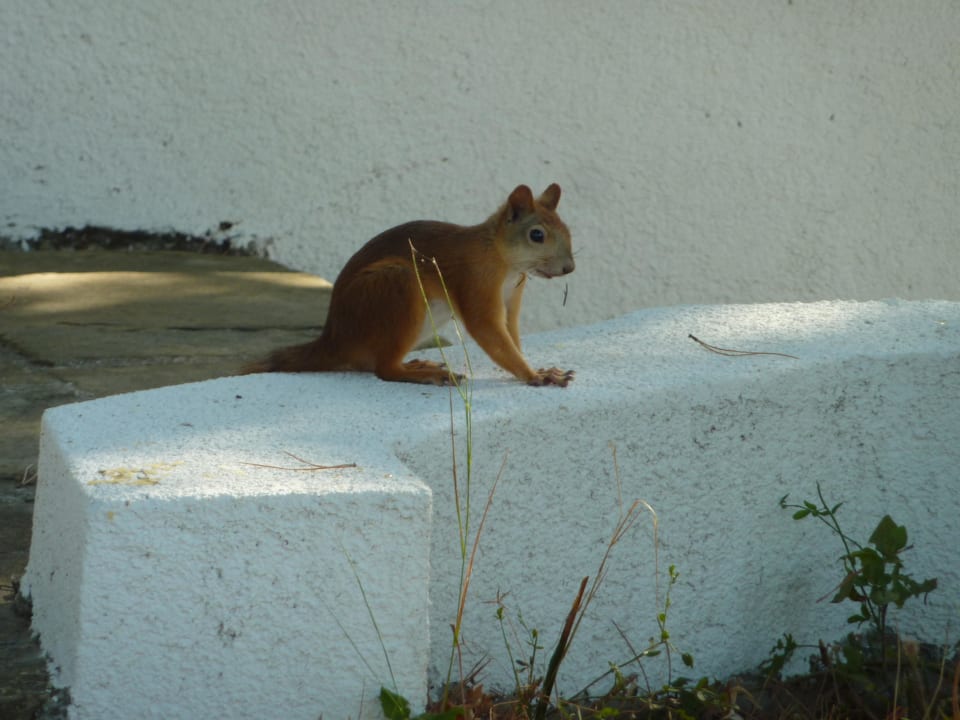 Ein ziemlich großes Eichhörnchen Duni Royal Holiday Village