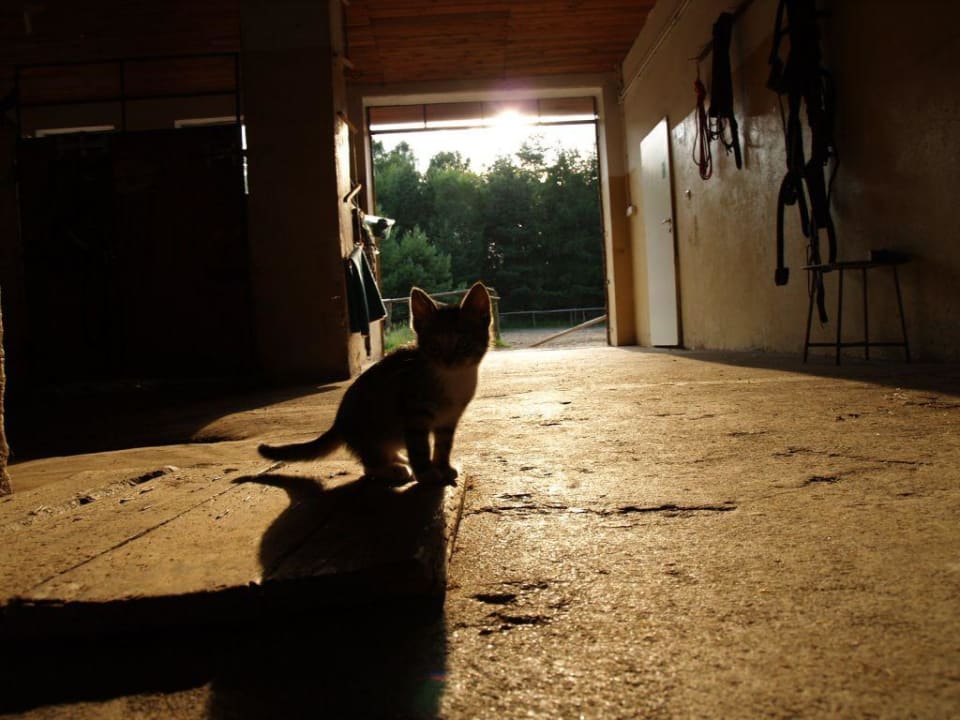 Abendstimmung im Stall Reiterhof Hajduki
