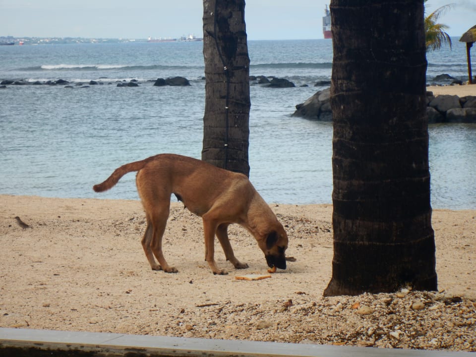 &quot;Streunende Hunde bei Fütterung&quot; InterContinental Mauritius Resort