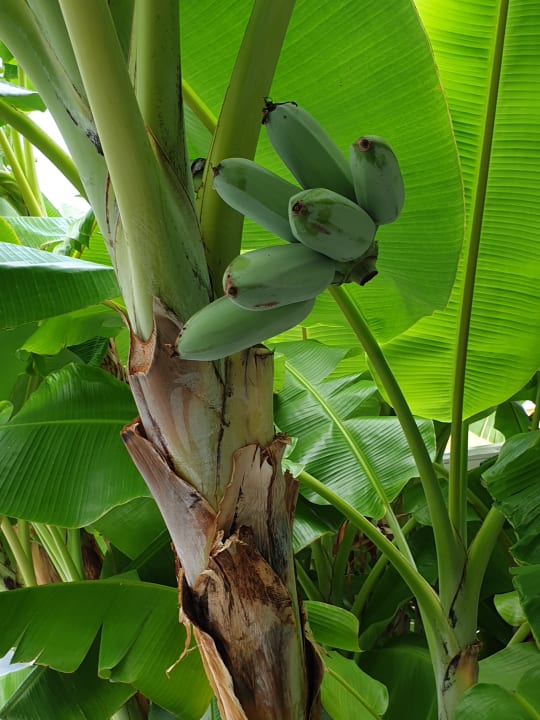 Gartenanlage Hotel Xidas Garden