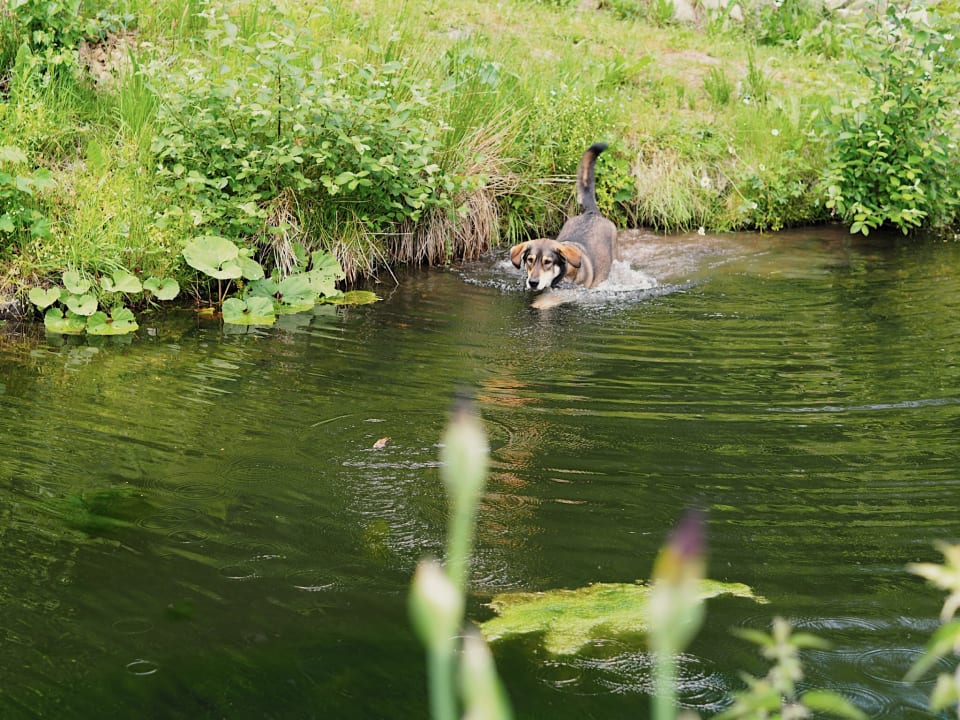 Gartenanlage Ferienparadies am Rennweg