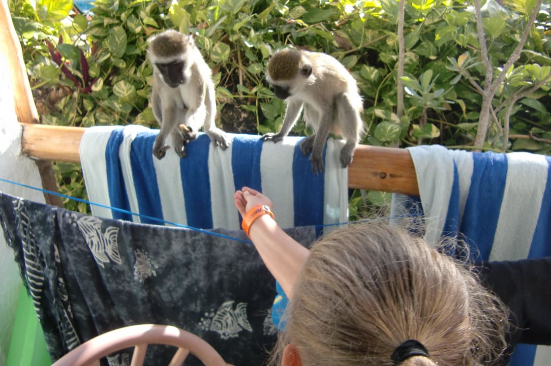 Äffchen die Hunger haben Travellers Beach Hotel & Club