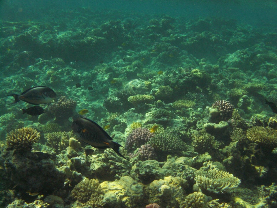 Schnorchel Titanic Beach Spa & Aqua Park