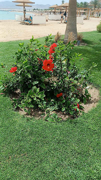 Gartenanlage Imperial Shams Abu Soma