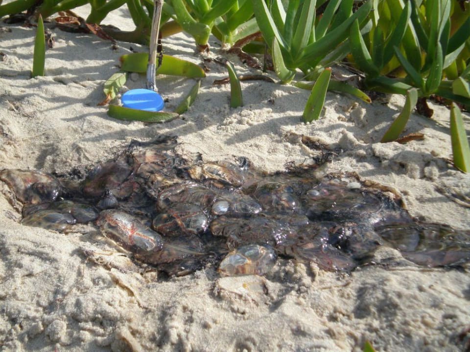 Quallenfriedhof  Houda Golf & Beach Club