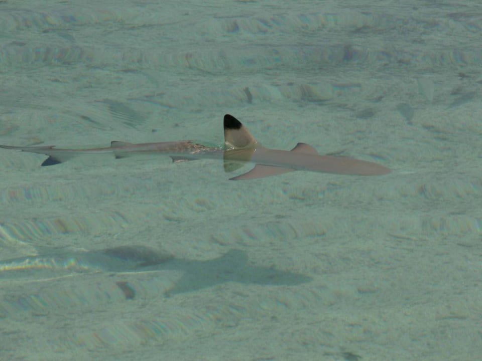 Schwarzspitzriffhai Summer Island Maldives