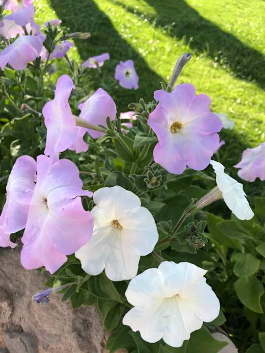 Gartenanlage Three Corners Sea Beach Resort