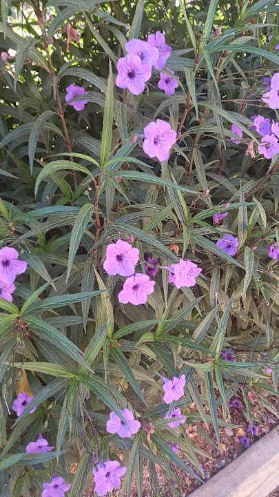 Gartenanlage My Home Resort