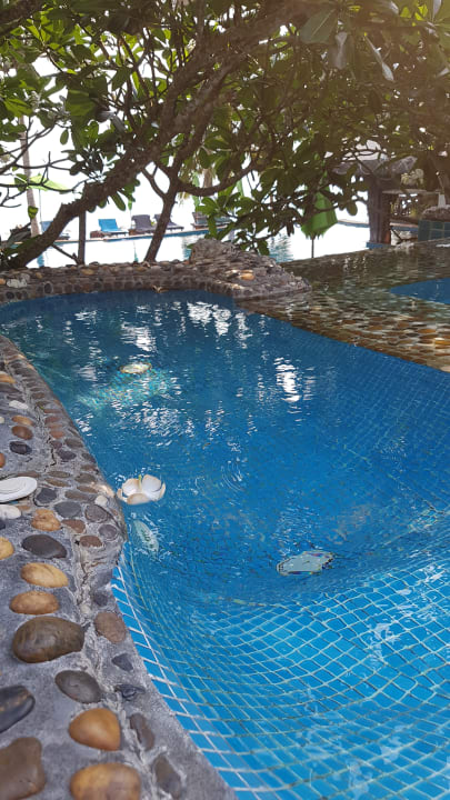 Pool Hotel Dreamland Resort