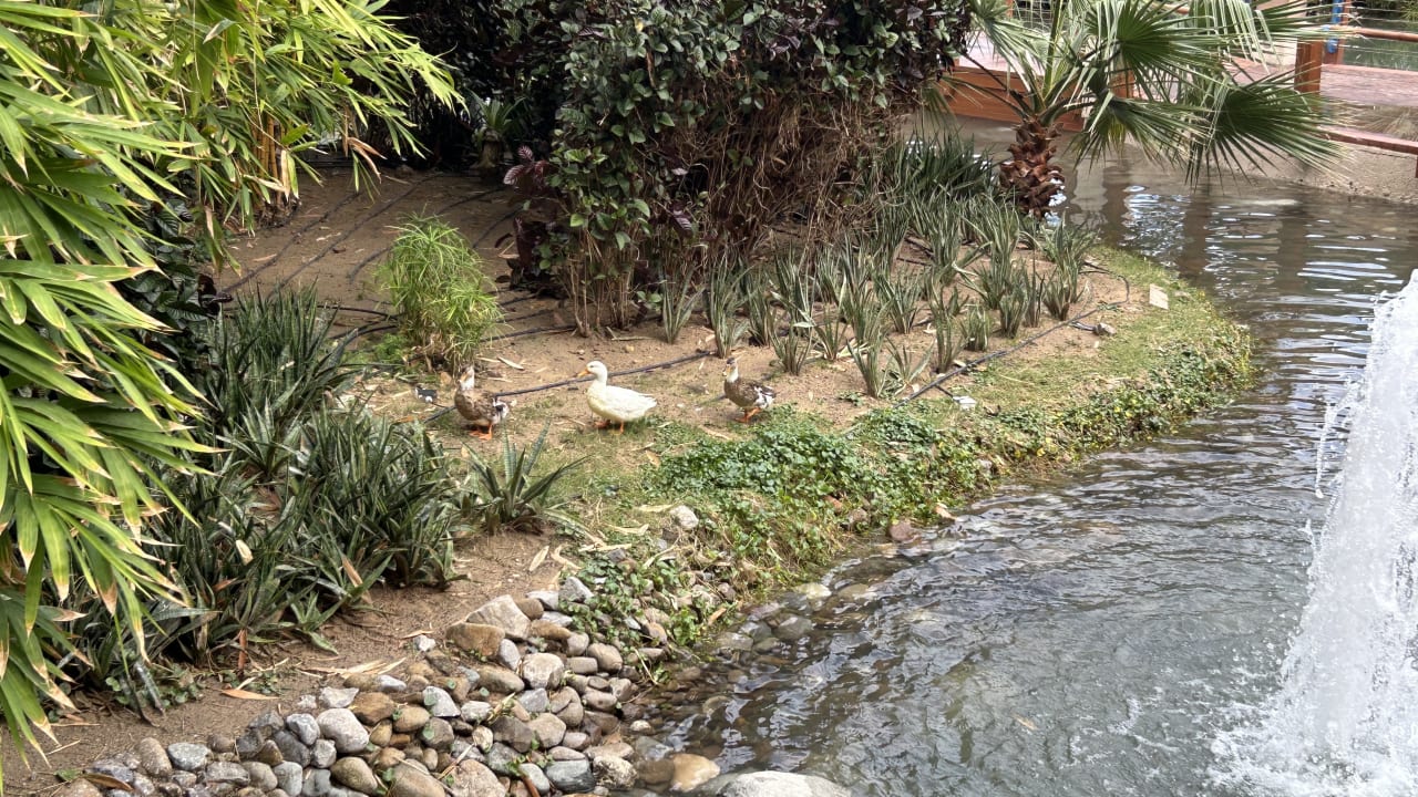 Gartenanlage Grand Hyatt Dubai