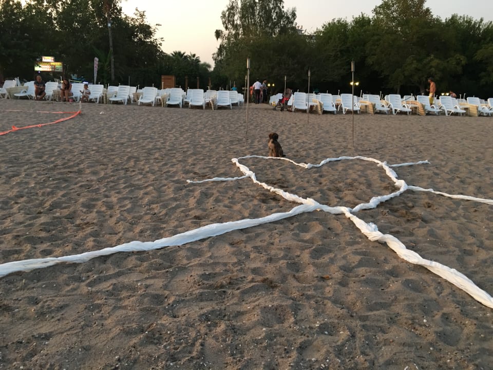 Strand Hotel Gardenia Beach