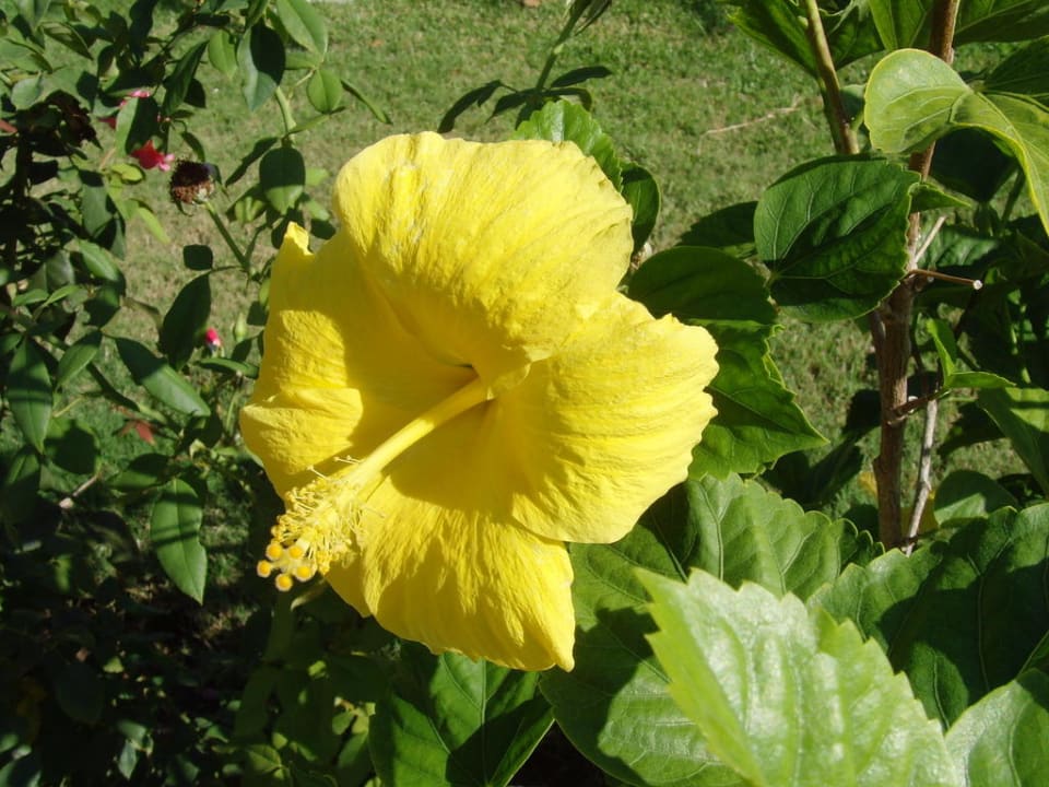 Wunderschöne Blüten in der Hotelanlage Aldiana Club Rocca Nettuno Calabria