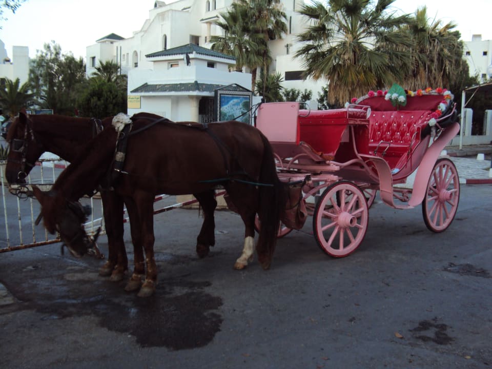 Kutschen Fahrt echt Günstig Hotel El Mouradi Palm Marina