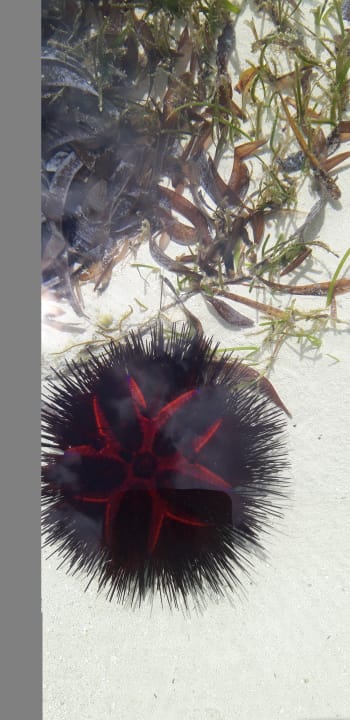 Strand Neptune Village Beach Resort & Spa