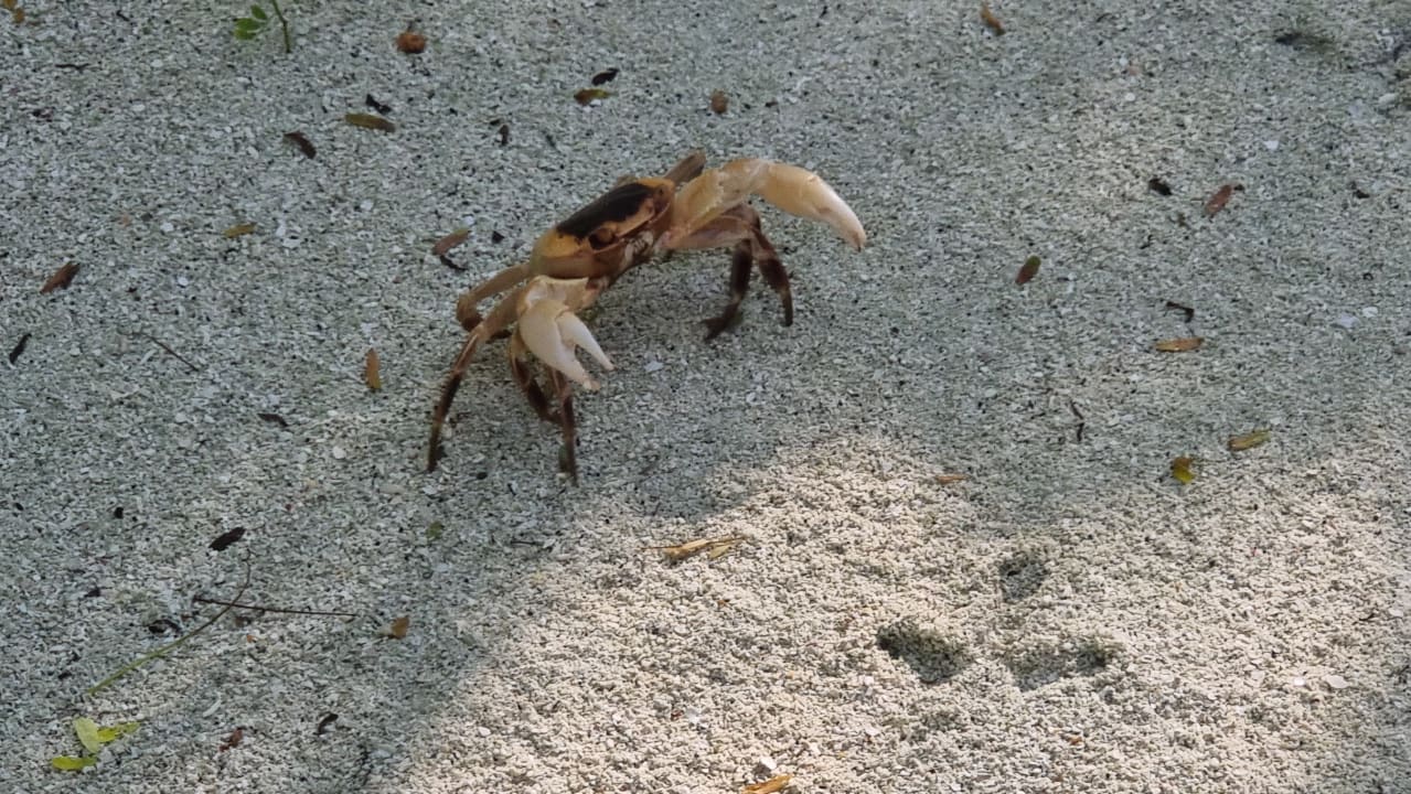 Strand Summer Island Maldives