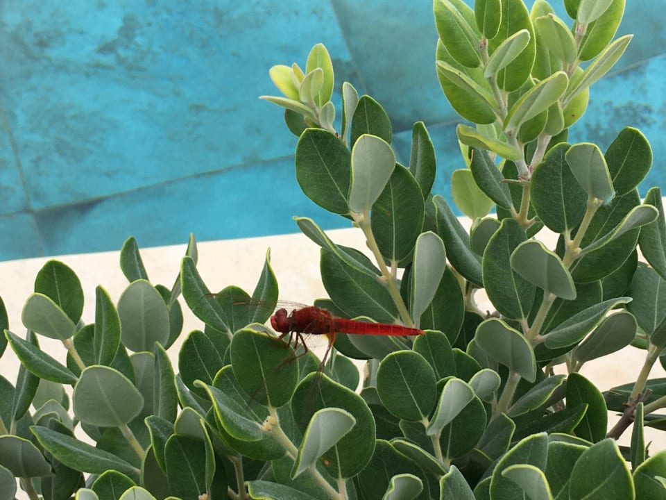 Pool Lesante Blu - The Leading Hotels of the World