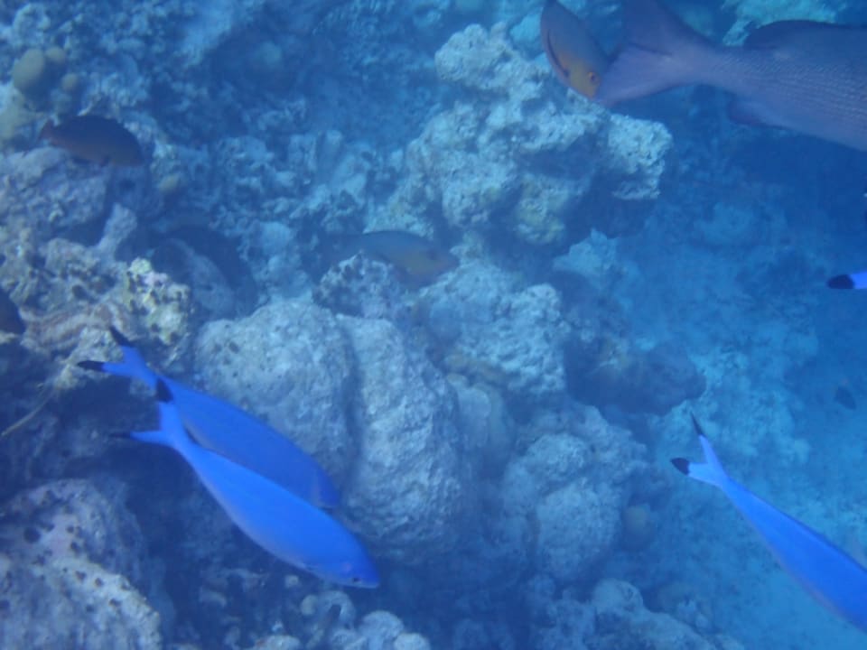 Sport & Freizeit Adaaran Select Meedhupparu Island Resort - Premium All Inclusive
