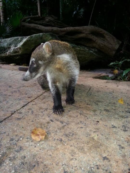 Hotel Catalonia Playa Maroma Catalonia Playa Maroma