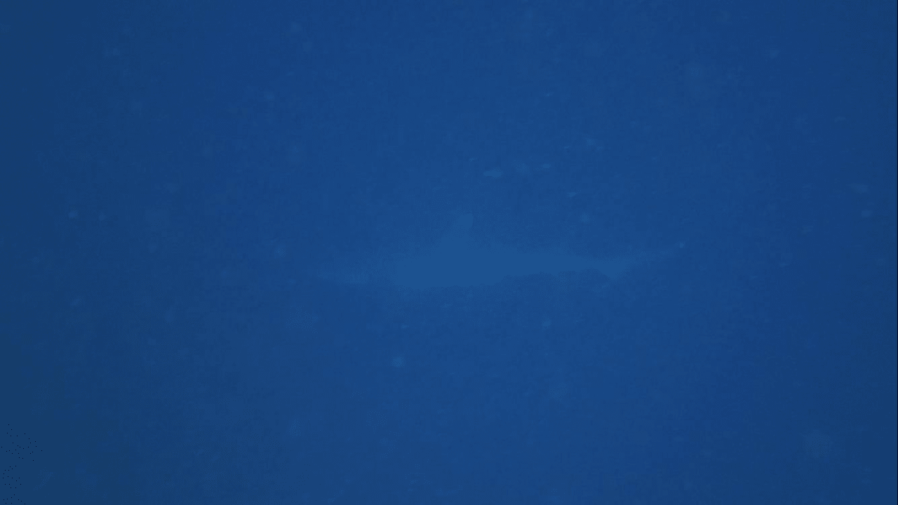 Haifisch Cinnamon Hakuraa Huraa Maldives