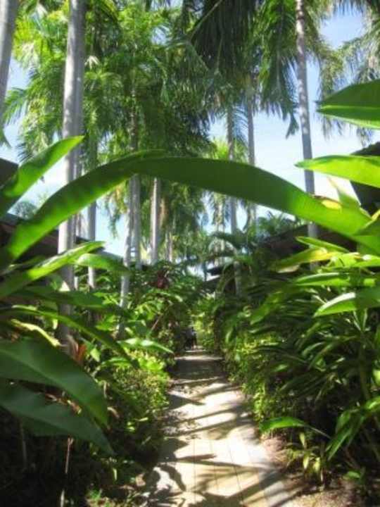 Zugangsweg zu den "Villas" wie im Dschungel Hotel Palms City Resort