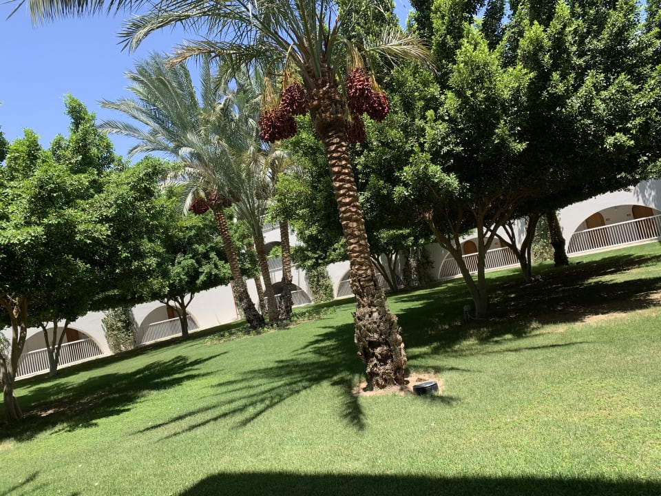 Gartenanlage Desert Rose