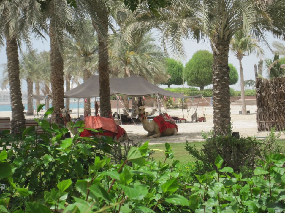 Hotelstrand mit Kamelen Emirates Palace Mandarin Oriental