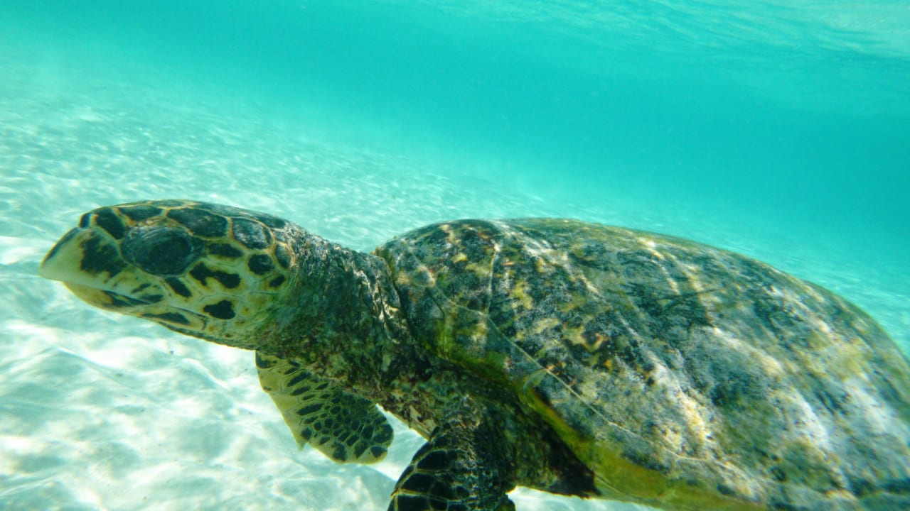 Wasserschildkröte NH Collection Maldives Reethi Resort