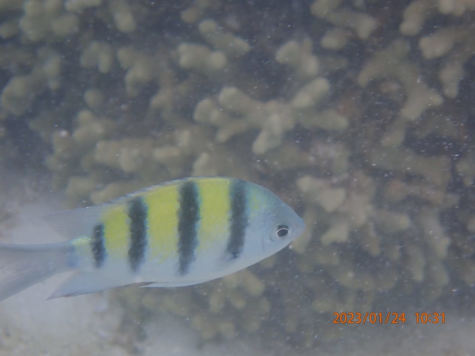 Sport & Freizeit Hotel Riu Palace Maldivas