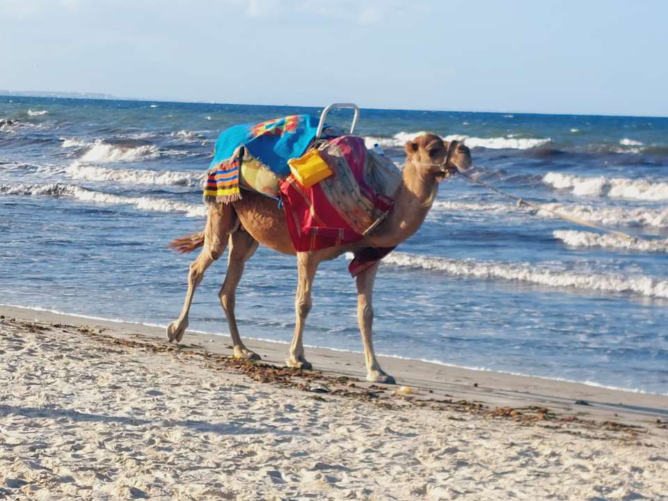 Strand Calimera One Resort Jockey