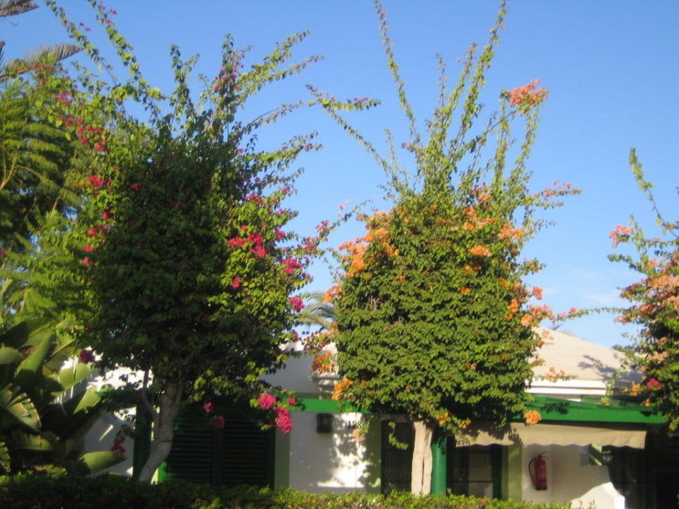 Bungalows von außen Bungalows Cordial Sandy Golf