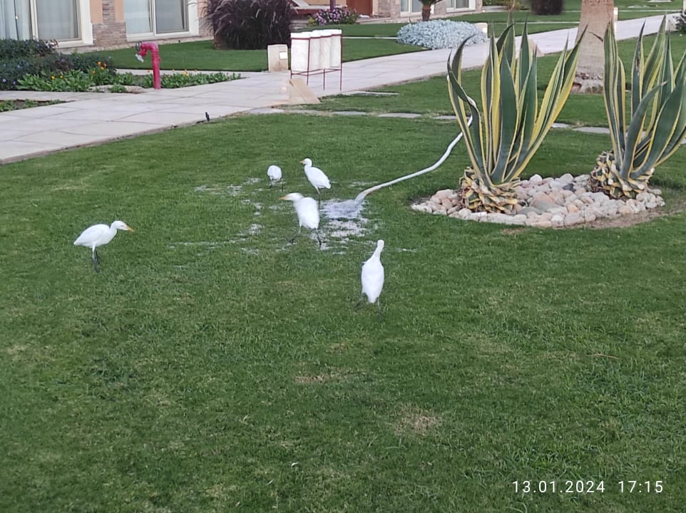Gartenanlage Shams Safaga Resort