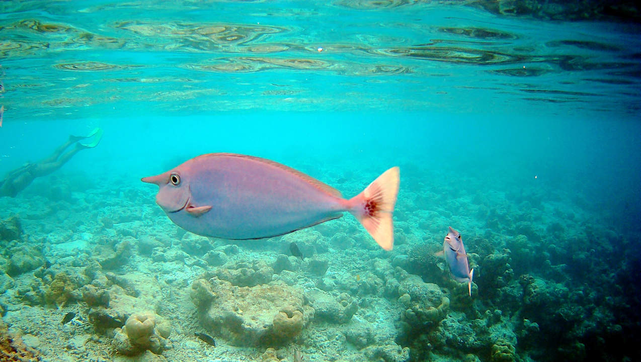 Sonstiges Vilamendhoo Island Resort & Spa