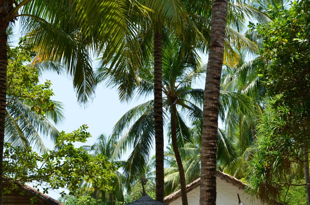 Tolle Palmen auf der ganzen Insel NH Collection Maldives Reethi Resort