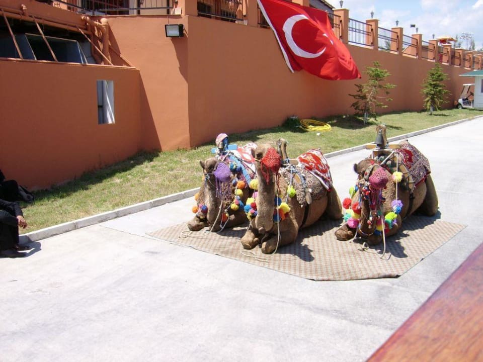 Kamele Club Grand Aqua