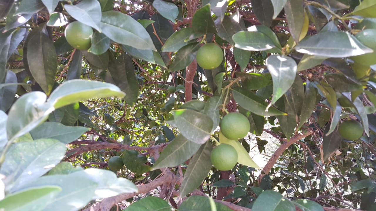 Hauseigene Limetten Hotel Geranion Village