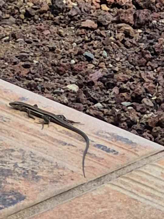 Gartenanlage Apartments Playa de los Roques