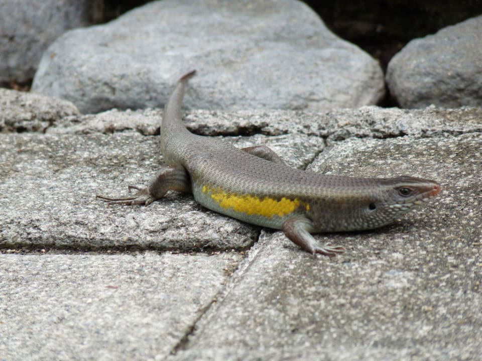 Kriechender Hotelgast Puri Santrian