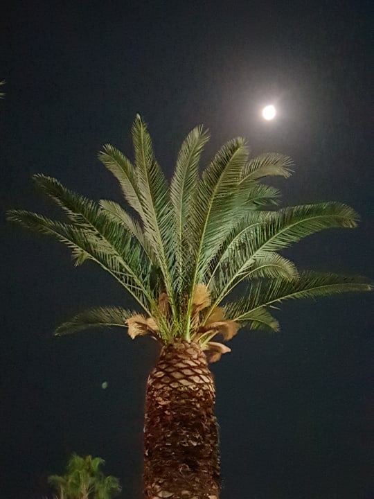 Ausblick Nozha Beach Resort & Spa