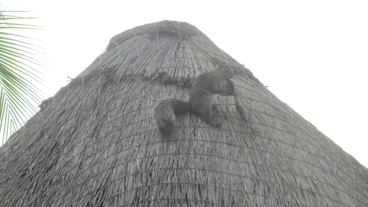 Eichhörnchen auf Strohdach Grand Palladium Kantenah Resort & Spa