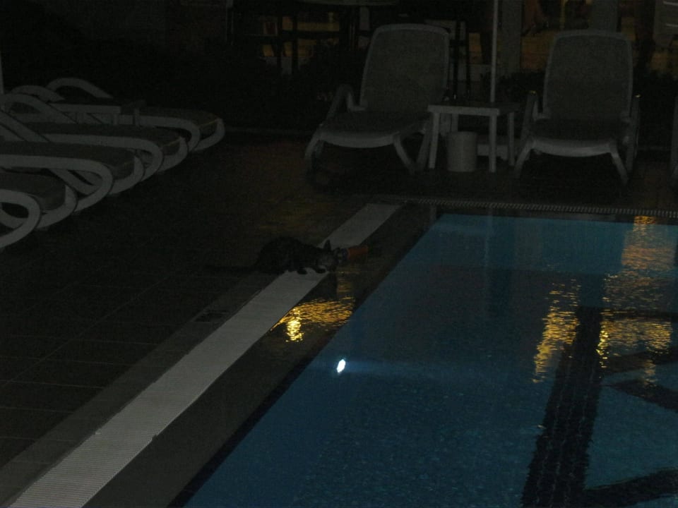 Katze trinkt  Sentido Trendy Verbena Beach